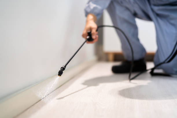Certified termite inspector examining foundation in Burley